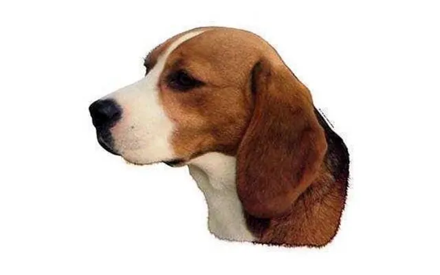 Klistermærke - Beagle