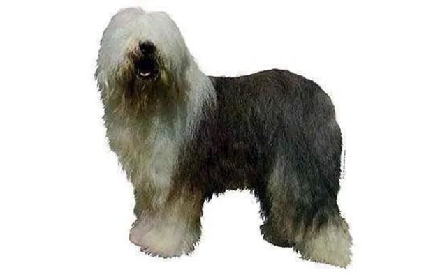 Klistermærke - Old English Sheepdog
