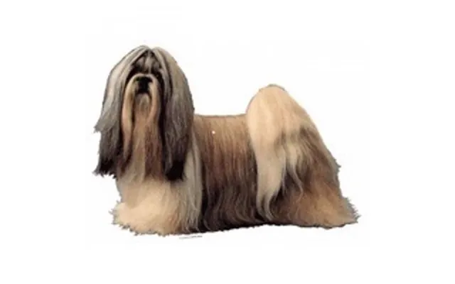Klistermærke - Shih Tzu