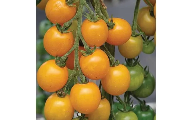 Cherrytomat Goldkrone