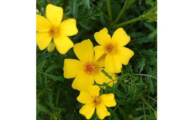 Citrontagetes Lemon Gem