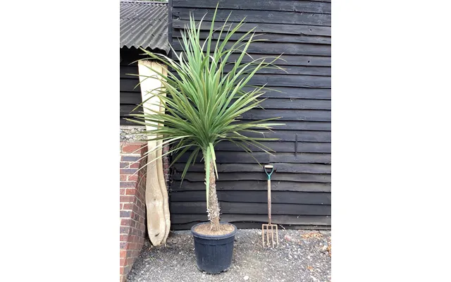 Cordyline Australis