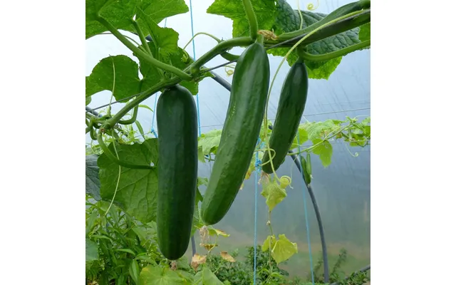 Frilandsagurk Cucumis Sativus
