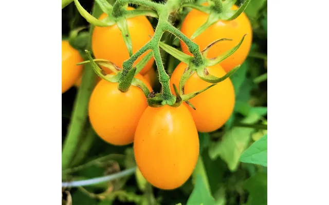 Gold Roma Tomat