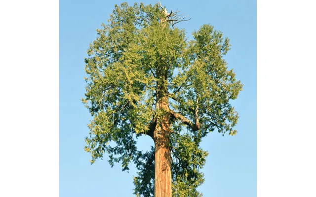 Kæmpethuja