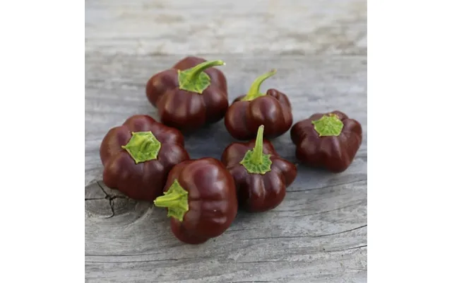 Mini Chocolate Bell