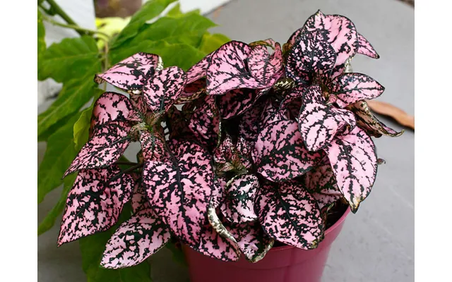 Pink Fregnefjæs