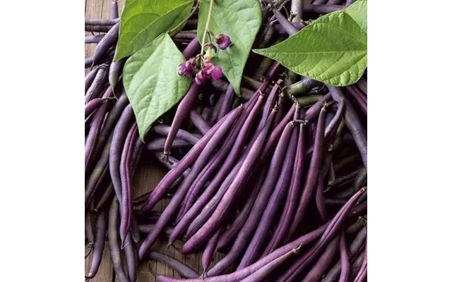 Purple Queen