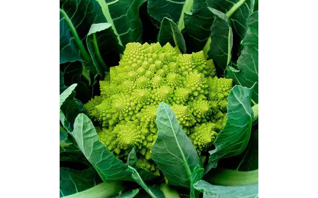 Romanesco Blomkål