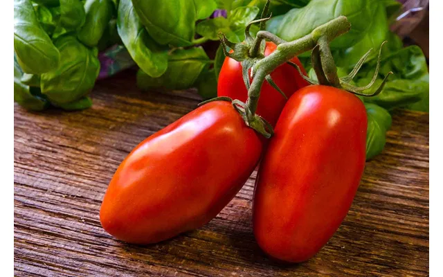 San Marzano Tomat