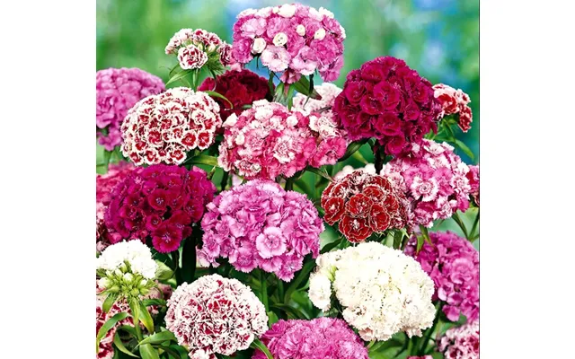 Studenternellike Sweet William