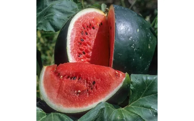 Vandmelon Sugar Baby