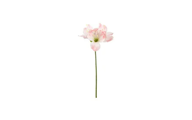 Amaryllis Afskårne Blomster Rosa