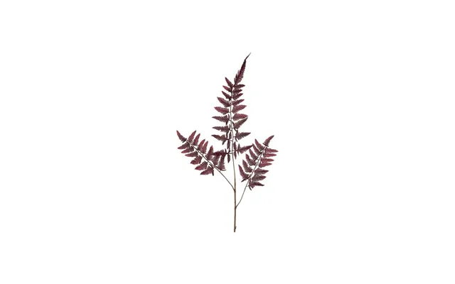 Bregneblad Afskårne Blomster Bordeaux