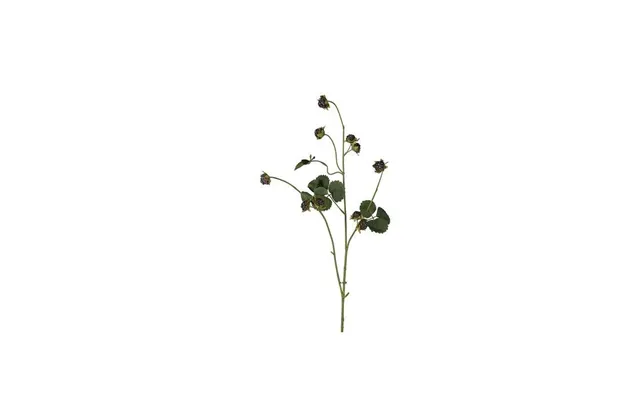 Brombærkvist Snitblomst Sort