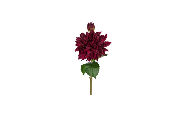 Dahlia Afskårne Blomster Bordeaux