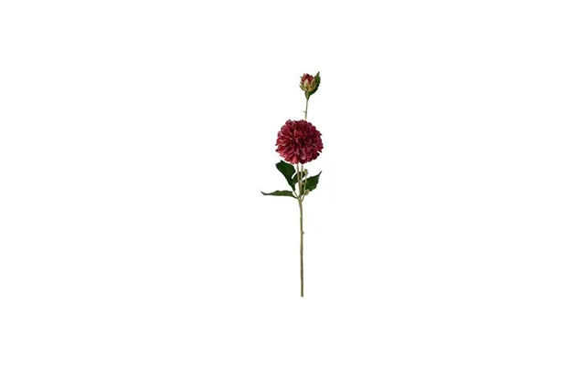 Dahlia Snitblomst Burgundy