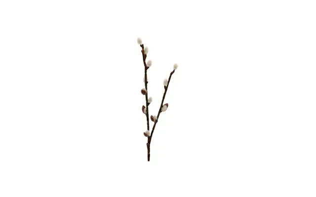 Gåsepil Hvid Brun