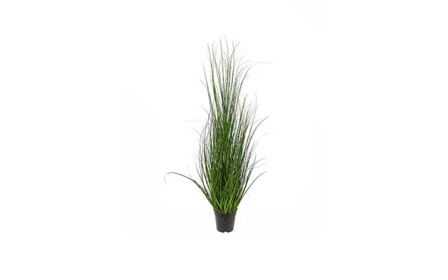 Græs Potteplante Grøn