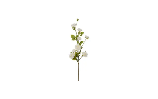 Klatrerose Snitblomst Hvid