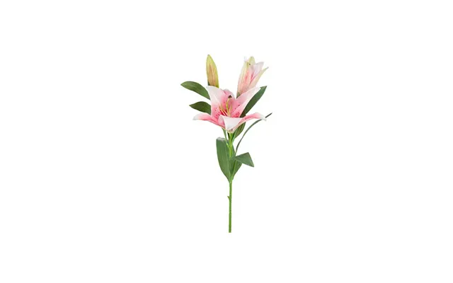 Lilje Afskåret Blomst Lyserød