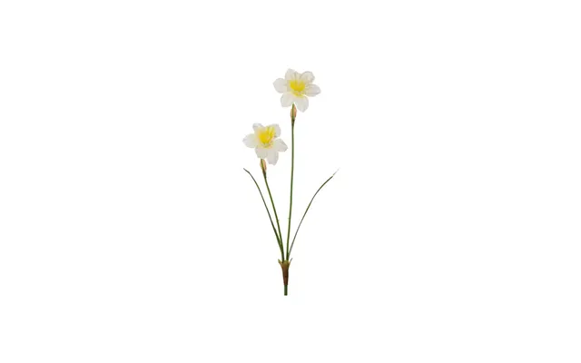 Narcis Snitblomst Lysegul