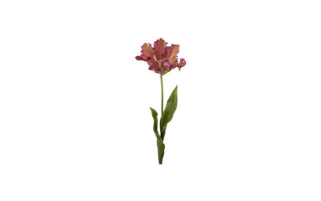 Papegøjetulipan Afskårne Blomster Lilla