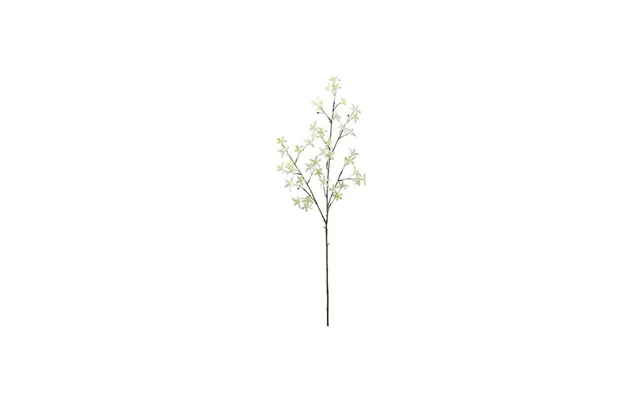 Saxifraga Afskårne Blomster Hvid