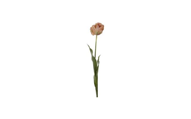 Tulipan Afskårne Blomster Persika