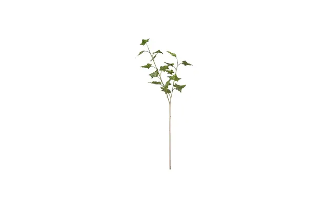 Vedbend Snitblomst