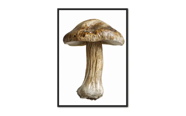 Svampe Plakat 20 - Naturplakat 21 X 29,7 Cm A4