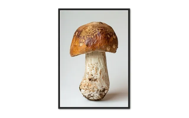 Svampe Plakat 22 - Naturplakat 30 X 40 Cm