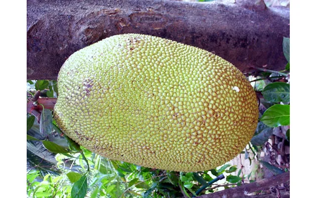 Jackfruit Jackfrugt 1 Hel Frisk 12 Kg. - Frugt Og Grønt