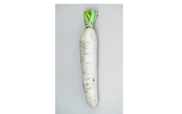 Kinaradise Daikon Japansk Ræddike Raphanus Sativus - Frugt Og Grønt