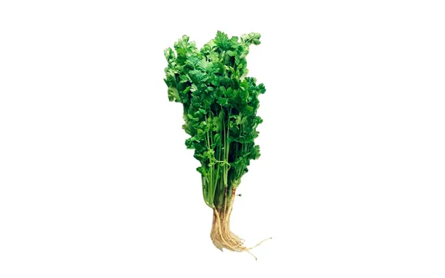 Koriander Coriandrum Sativum 100 G. - Frugt Og Grønt