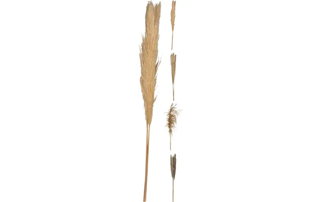 Pampasgræs 3 Stk. 100-115 Cm I Naturfarver