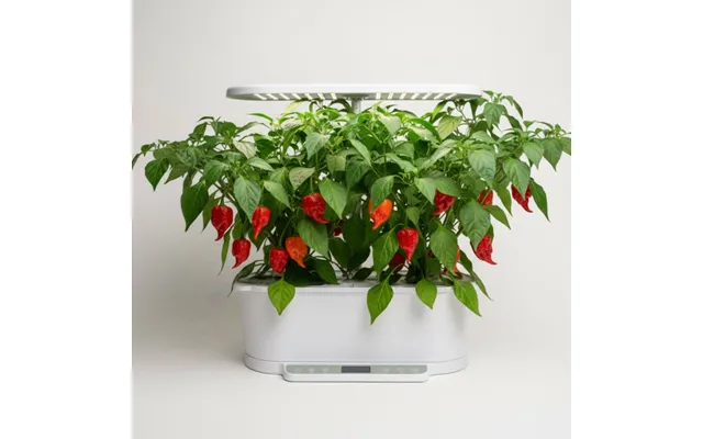 Chili - Carolina Reaper