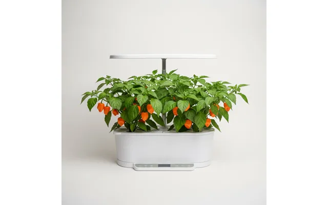 Chili - Habanero Orange