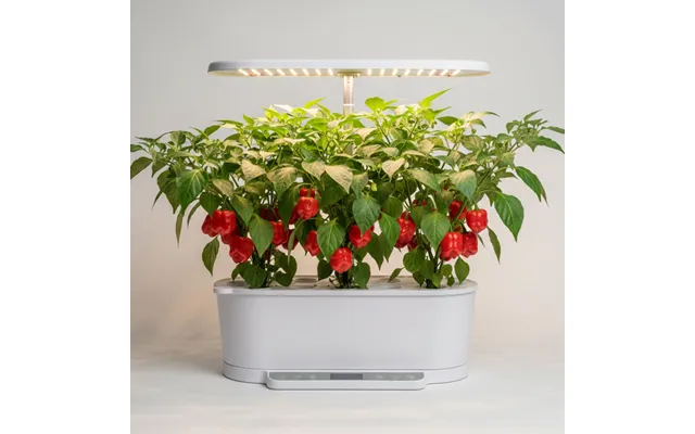 Chili - Habanero Rød