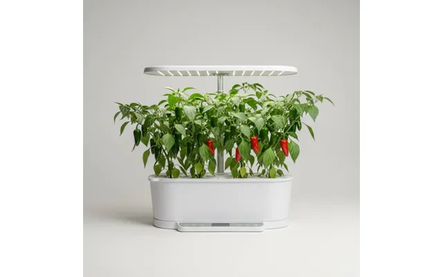Chili - Jalapeno