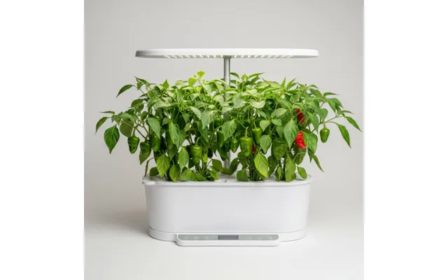 Chili - Padron