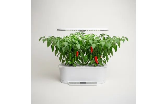 Chili - Serrano