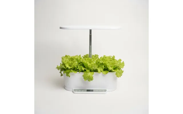 Salat - Lollo Bionda