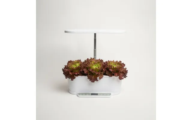 Salat - Lollo Rossa