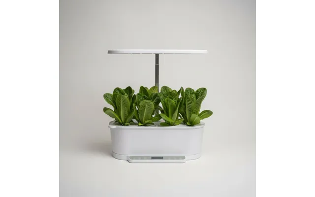 Salat - Romaine