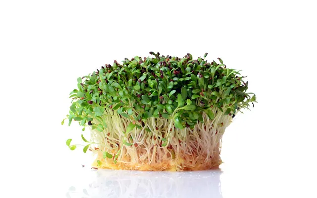 Alfalfa Lucerne Frø Til Mikrogrønt 100g