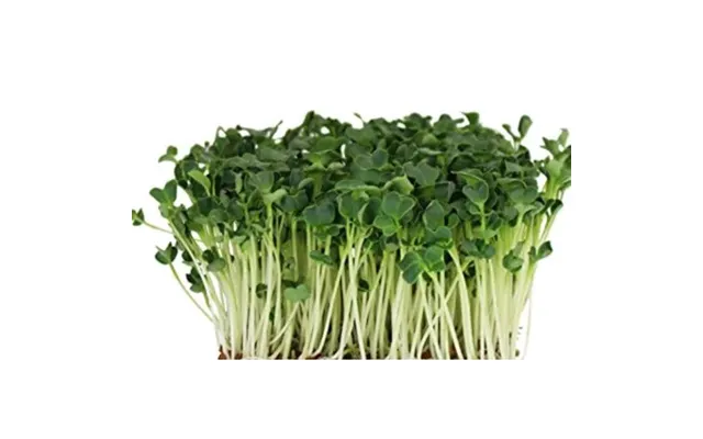 Radise Daikon Til Mikrogrønt 100g