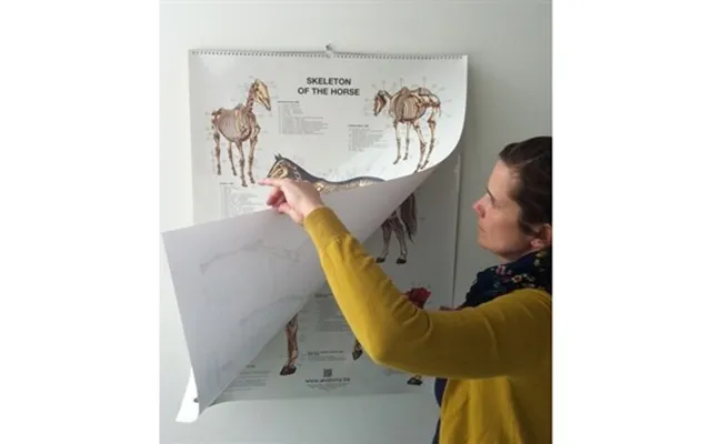 6 Heste Plakater Flipover Format
