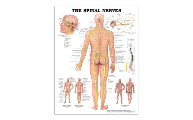 Anatomi Plakat - Spinal Nerver