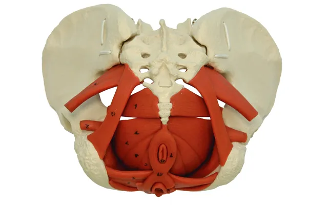 Anatomisk Bækkenmodel Med Muskulatur